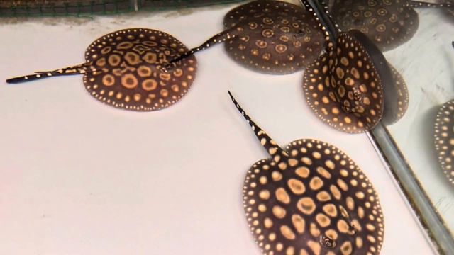 Щенки черных скатов после кормления смотреть онлайн