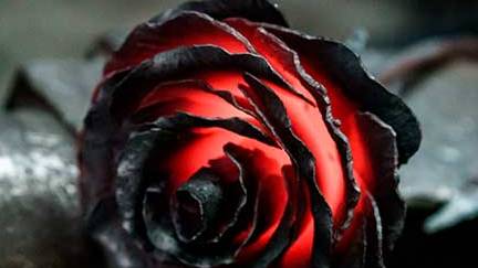 #ironrose🌹