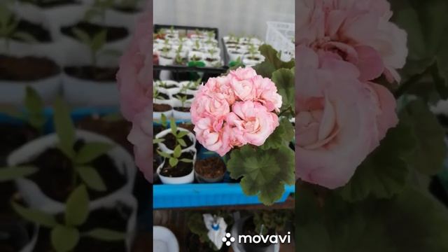Первое цветение пеларгонии Денис#цветы #герань #пеларгония #geranium #pelargonium #nature #flowers смотреть онлайн
