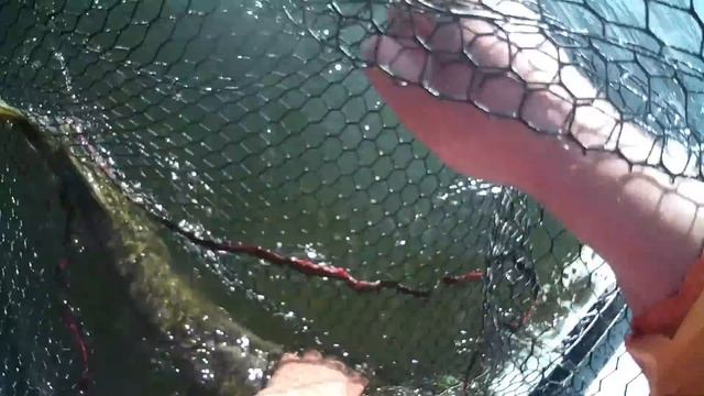 PAL2019  - 3 этап, мы ОТЛИЧНО ПОРЫБАЧИЛИ! Поймали больших щук. VolgaBaits Team. 1 часть