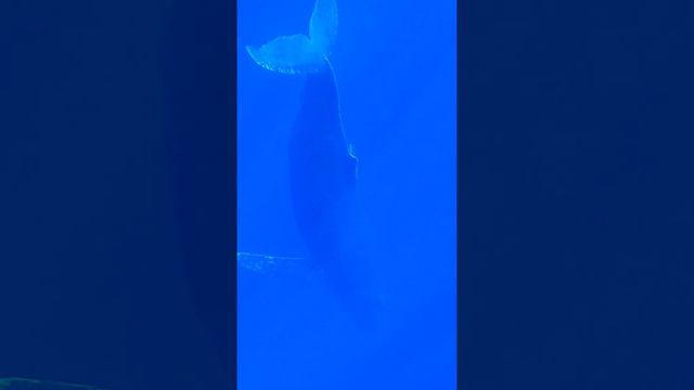 What a beautiful day and beautiful encounter, Adventures in everyone! #maui #nature #whale #sailing смотреть онлайн