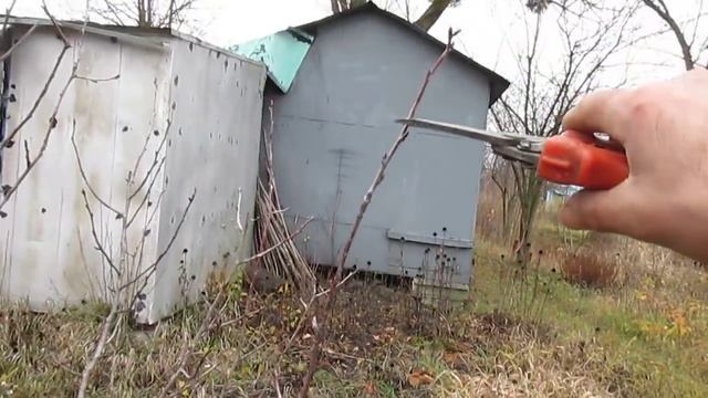 ОБРЕЗКА ВИШНИ. Простые правила обрезки