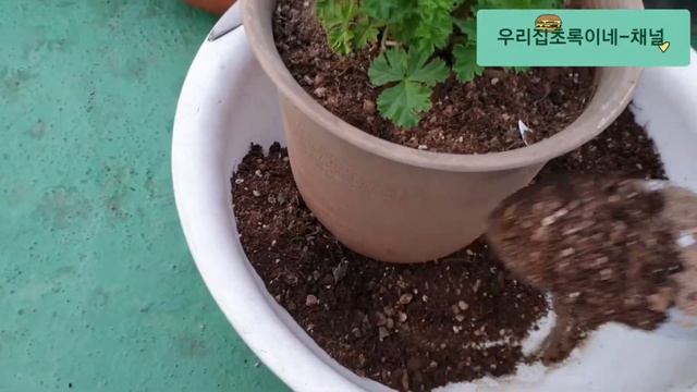 가랑코에 & 오렌지 랜디제라늄 & 바위솔 루쯔 분갈이 하기 #가랑코에#제라늄페라고늄#바위솔 смотреть онлайн