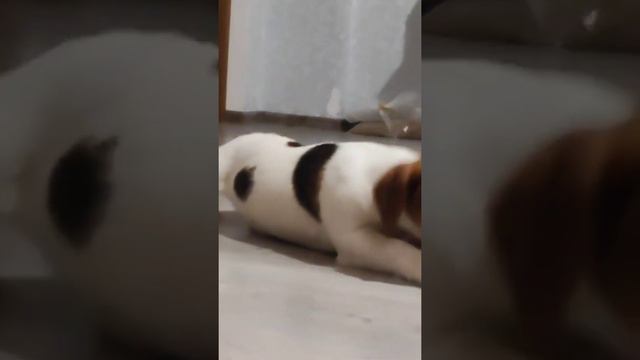 Щенок Джек Рассел терьер смотреть онлайн