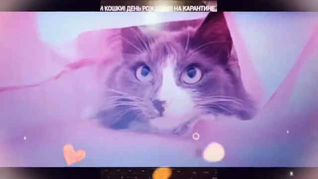 Клип:патамушка Алиса и Юми чу @Гордый Magic смотреть онлайн