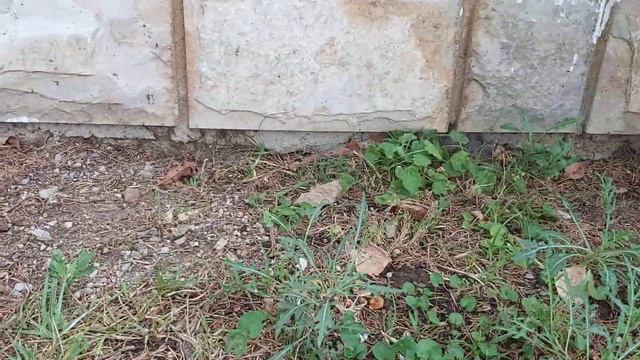 Черногория 2020. Август. Сутоморе. Сдается на длительный срок всего за 5€ смотреть онлайн