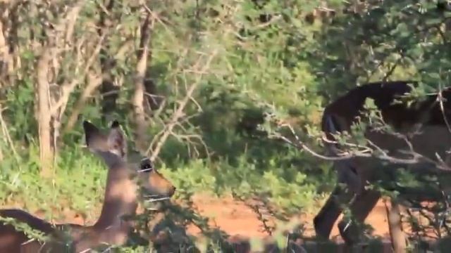 Rhulani Safari Lodge - Afternoon Game Drive (1 of 6) - spinning around the world смотреть онлайн