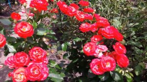 Роза Плантен ун Блюмен (Planten un Blomen) в Ставропольском крае.