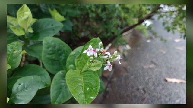 Dear Xiaomi... Kamu sehat? // UNBOXING XIAOMI MI 10T PRO смотреть онлайн