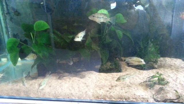 Geophagus steindachneri juveniles смотреть онлайн