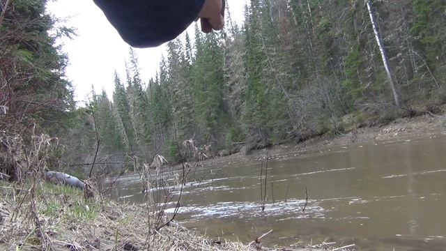 Как насадить короеда крупного на крючок ловля хариуса Обманка Муха Рыбалка Тайга Сибирь 2018 смотреть онлайн