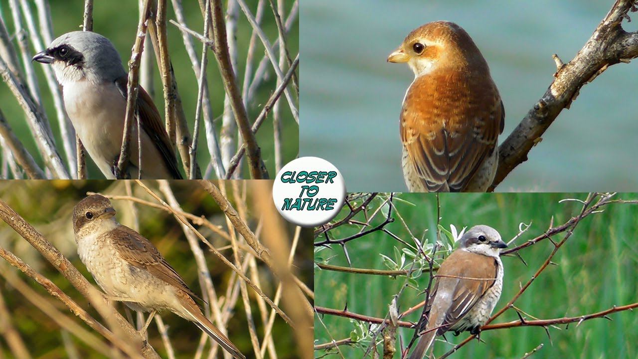 Обыкновенный Жулан: Самец, Самка и Молодые птицы / Red-backed shrike смотреть онлайн
