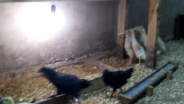 Утки Бегунки чумачечая птичка.? смотреть онлайн