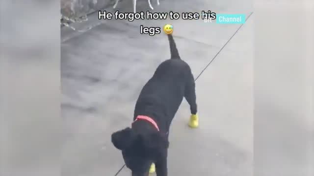 Топовая тик-ток подборка приколов с собаками и кошками. Смешные коты и собаки. смотреть онлайн