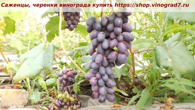 Пузенко Наталья Лариасовна, виноград для всех