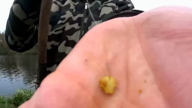 Клюёт в СЕНТЯБРЕ и ВСЮ ОСЕНЬ. ЛУЧШАЯ РЫБОЛОВНАЯ НАСАДКА ЛУЧШЕ ЧЕРВЯ и ОПАРЫША. Насадка для карася. смотреть онлайн