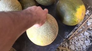 Дыня сорта услада в парнике