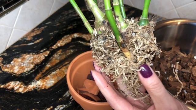 Как пересадить огромную каттлею. Как нарастить корни у орхидеи каттлея. Каттлея скинери skinneri. смотреть онлайн