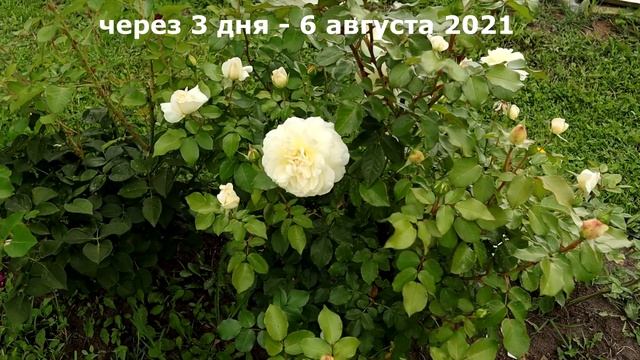 Нежнейшее облако из фисташковых зефирок. Эффектный крупноцветковый сорт! смотреть онлайн