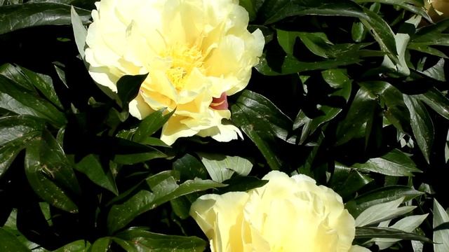 Lemon Dream® | R2 Flowers BV | Peonies смотреть онлайн
