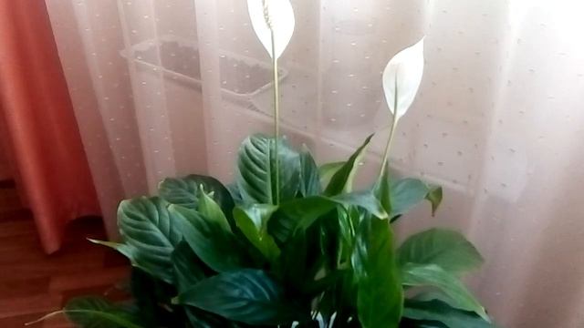 СПАТИФИЛЛУМ УХОД В ДОМАШНИХ УСЛОВИЯХ. Спатифиллум секреты ухода.//Цветок женское счастье!!! смотреть онлайн