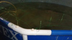 Выращивание карпа в узв.