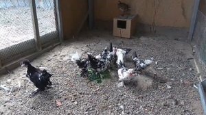 Бентамки (Декоративные Карликовые Куры) Небольшой Обзор