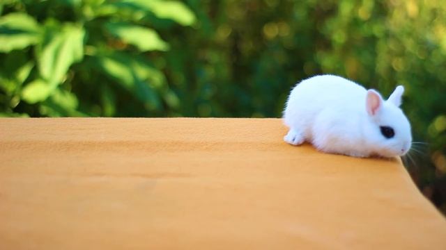 Енум, карликовый кролик хотот, мальчик смотреть онлайн