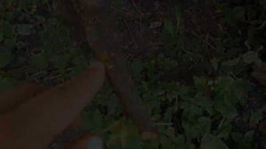 Прививка персика (окулировка) на алычу и персик (дичка)