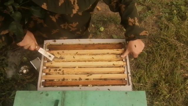 Отводок на одну рамку расплода на маточник спустя два с половиной месяца (6 часть) 13.08.2022