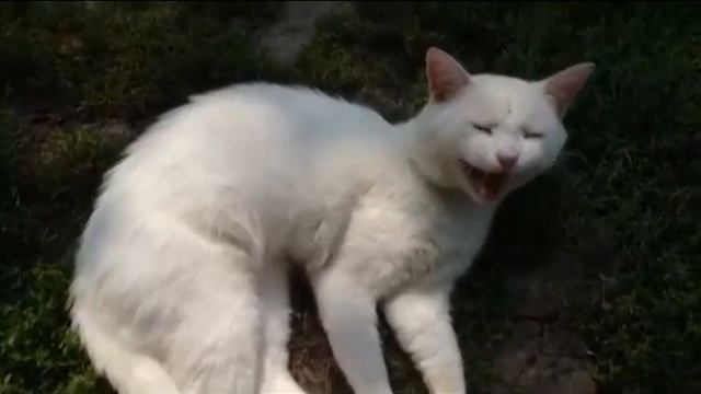 1 час мяуканье Котика