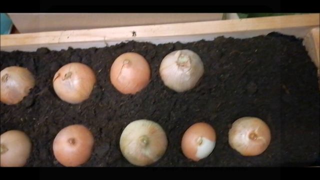 Как сажать лук севок дома на перо,на зелень/ЗЕЛЁНЫЙ лук на подоконнике смотреть онлайн