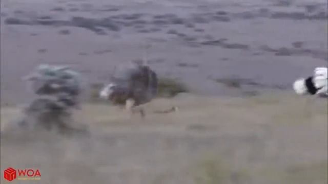 Леопарды разорили гнездо страуса  Впечатлительным не рекомендуется