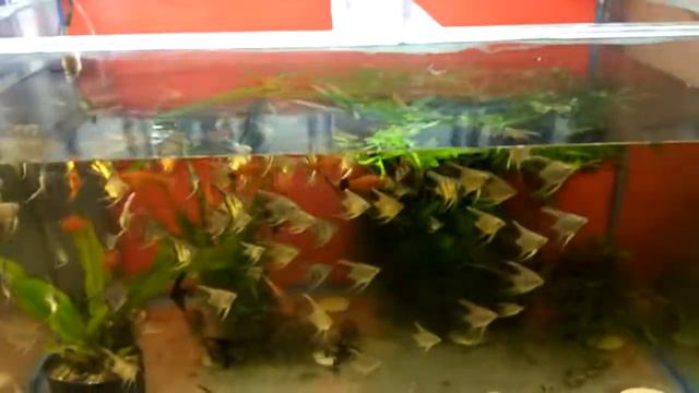 Мини разводня моего хорошего знакомого смотреть онлайн