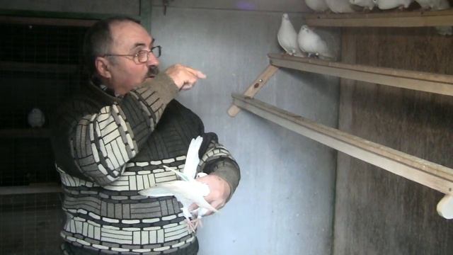 Как я развел белых голубей ? смотреть онлайн