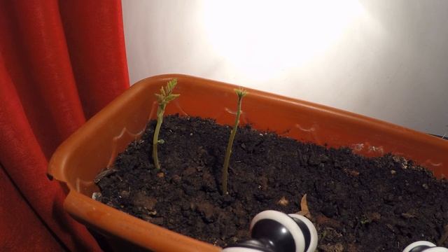 Pink Silk Tree (Albizia julibrissin) growing in 48hours timelapse смотреть онлайн