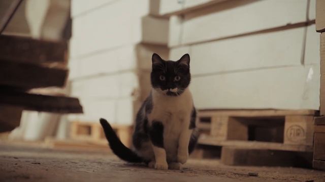 Импрегнация древесины ✅ Защита изделий из дерева от грибка, бактерий и насекомых ➨ WoodBUD Украина смотреть онлайн