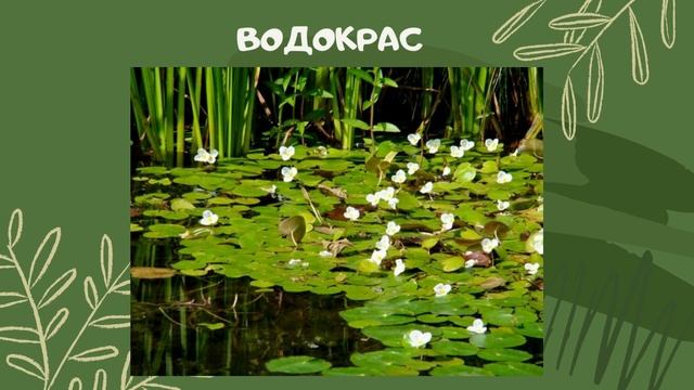 Водно-болотные угодья (как образуются болота) смотреть онлайн