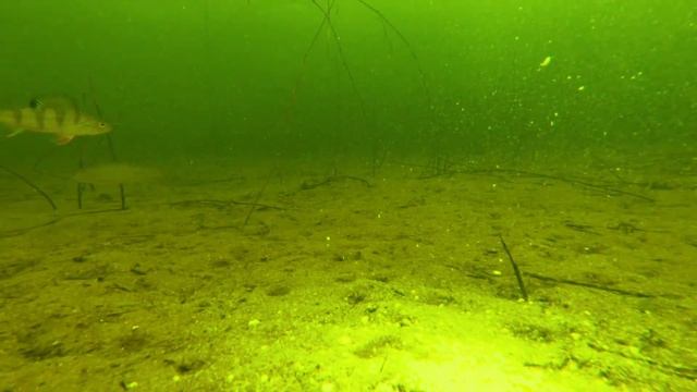 Ни фига себе! РЕАКЦИЯ РЫБЫ НА ВАФЛИ!!! Подводная съемка | Зимняя рыбалка 2018