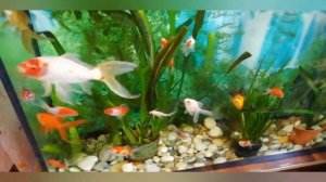 Кормление золотых рыбок в аквариуме. Гречка в рационе питания золотушек