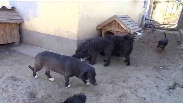 Molli ist einfach noch vorsichtig, sie sucht dringend ihren Lieblingsmenschen. Link = Beschreibung смотреть онлайн