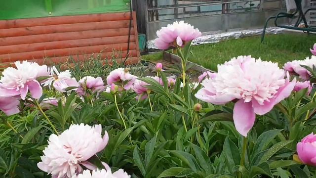 Я приехала на дачу/Что изменилось?/ смотреть онлайн