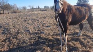 #МОЛОДУЮ КОБЫЛИЦУ ПРИВЕЛИ К ЖЕРЕБЦУ# ЖЕРЕБЕЦ В ОХОТЕ#