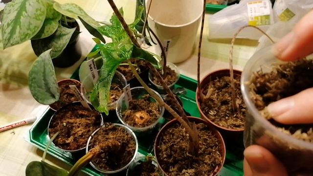 Moosige Angelegenheiten,Alocasia &Co,Teil 2 смотреть онлайн