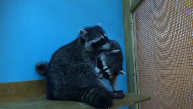 Милахи еноты играют смотреть онлайн
