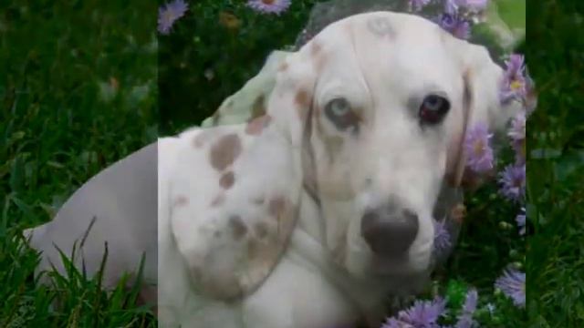 Paul Newman the White Basset Hound Slide Show.mov смотреть онлайн