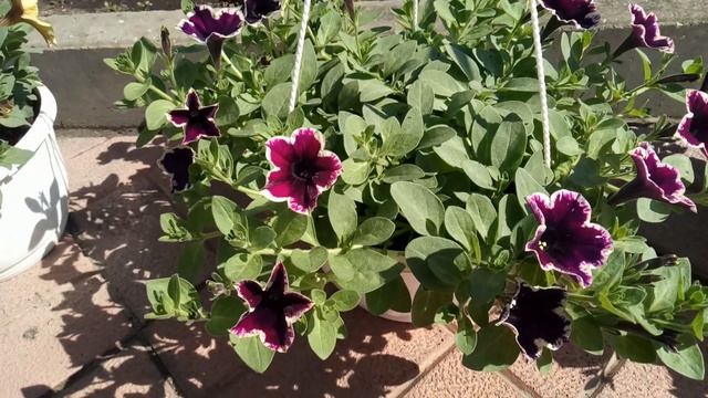 Ампельная петуния. Обзор сортов 1 часть смотреть онлайн