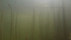 #БЕЛЫЙ #АМУР . #НЕРЕСТ. #КАПЧАГАЙ #АЛМАТЫ