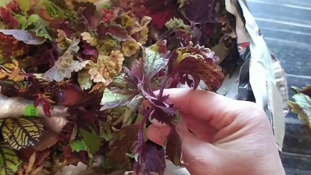 Колеусы почтой. Расплющенная коробка. Что же ждет меня внутри??? смотреть онлайн