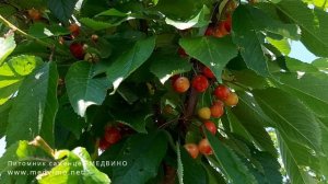 Черешни Ярославна и Валерий Чкалов – начало созревания